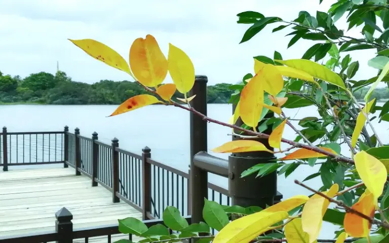 Bird Sanctuary Tours